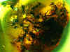 Ambra n701 - Ammasso formiche con larva.