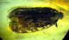 Ambra n793  - Hemiptera con parassita