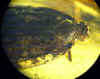 Ambra n793  - Hemiptera con parassita