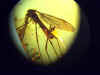 Ambra n 794 - Diptera Tipulidae