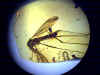 Ambra n 794 - Diptera Tipulidae
