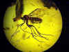 Ambra n805 - Dittero con acaro parassita, nematodi, Tipulidae, formica e ditteri vari, vespa, petalo