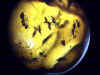 Ambra n805 - Dittero con acaro parassita, nematodi, Tipulidae, formica e ditteri vari, vespa, petalo