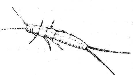 Diplura immagine